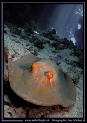 Ray in a Cave in the Red Sea in Egypt... Que du Bonheur .... by Michel Lonfat 
